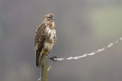 Buteo buteo