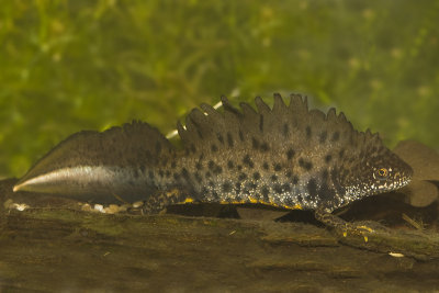 triturus_cristatus