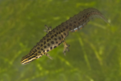 Lissotriton vulgaris