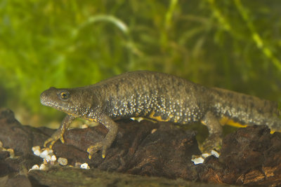 Triturus cristatus