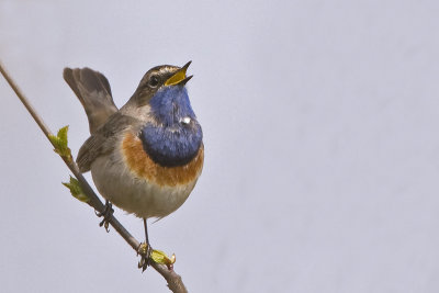 Luscinia svecica