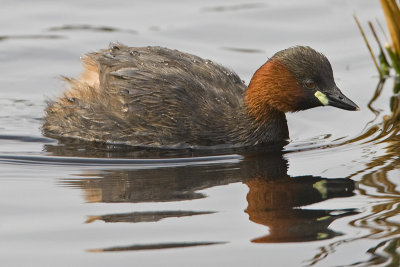Tachybaptus ruficollis