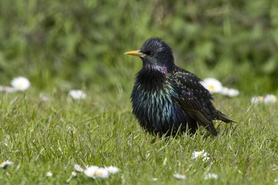 Sturnus vulgaris