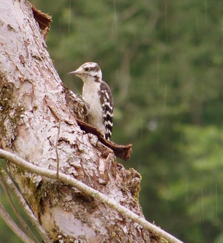 Downy Woodpecker in the Rain