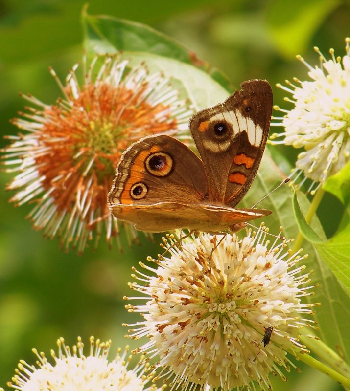 Buckeye Butterfly on Button Brush