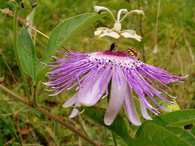 Purple Passion Flower