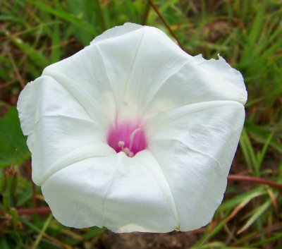 Morning Glory