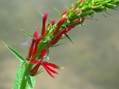 Cardinal Flower