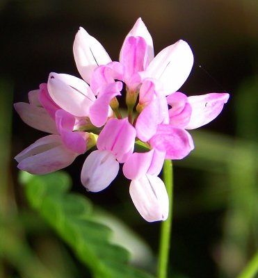 Crown Vetch