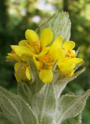 Common Mullein