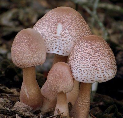 Lepiota Americana