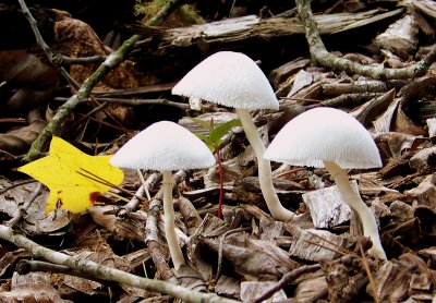 Onion-stalked Lepiota