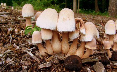 Lepiota Americana