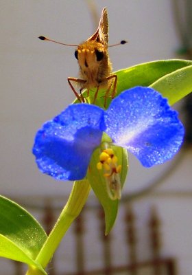  Asiatic Dayflower hosts a Folded-Winged Skipper