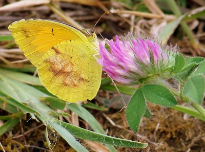 Sulphur Butterfly Checks Out a Red Clover