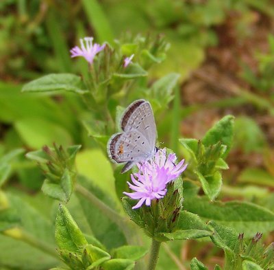 Eastern Tailed Blue Butterfly on Wild Mint