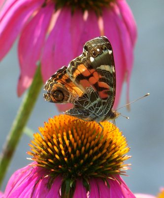 Painted Lady Butterfly on Cone Flower