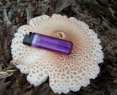 Lighter Rests on a Leucoagaricus Americana Mushroom