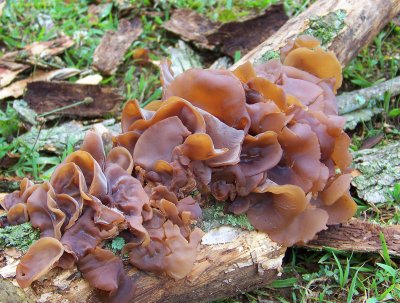 Auricularia auricula-judae