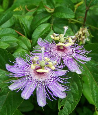 Purple Passionflower