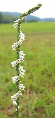 Slender Lady's Tresses Orchid