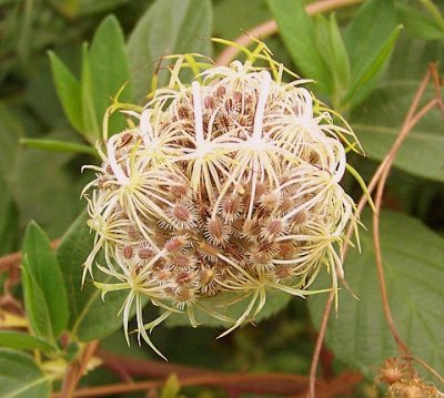Queene Anne's Lace