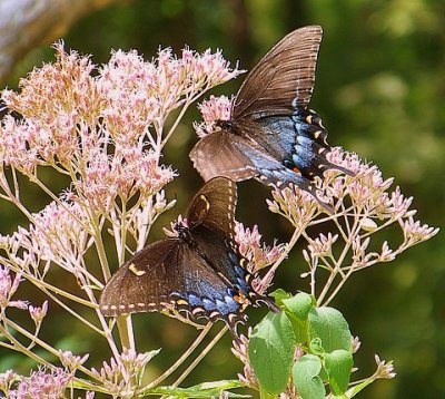Duo of Tiger Swallowtail Butterflies
