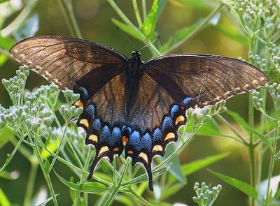 Morning Sun Greets a Butterfly