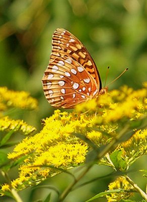 Goldenrod Attracts a Great Spangled Fritillary