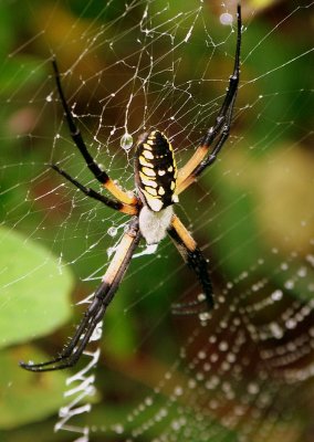 Black & Yellow Argiope