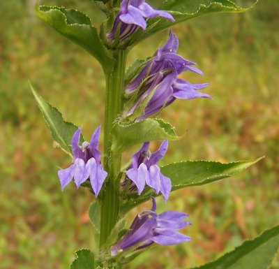 Great Blue Lobelia