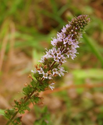 Wild Peppermint