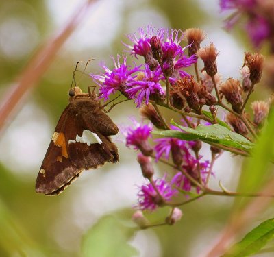 Tall Ironweed Entices a Silver-spotted Skipper