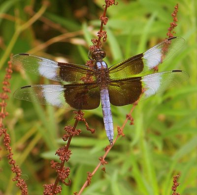 Widow Dragonfly