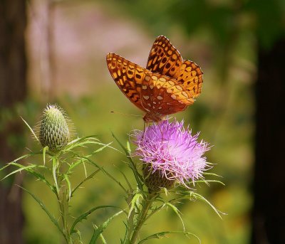 Bull Thistle