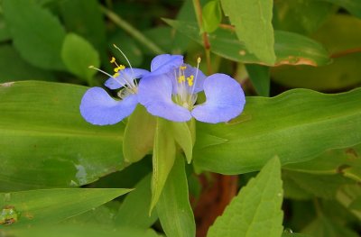 Virginia Dayflower