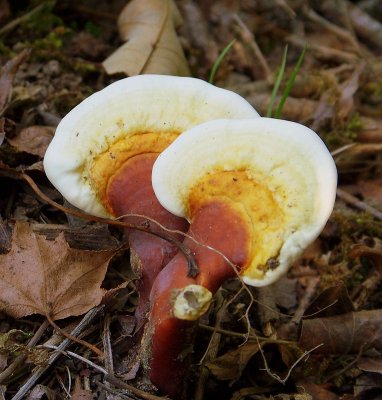 Ganoderma Tsugae