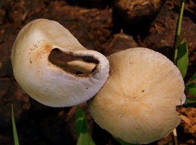 Mushroom Window