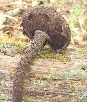 Old Man of the Woods