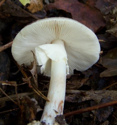 Destroying Angel