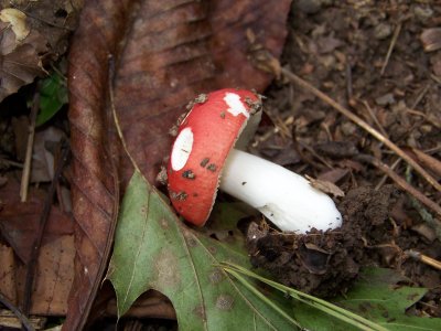 Russula