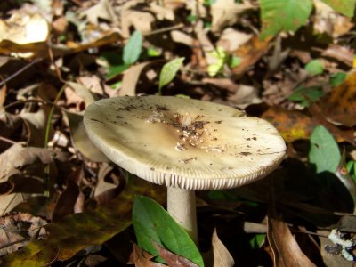 Amanita