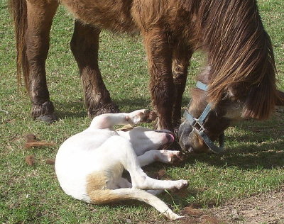 Miniature Horse Plays with Puppy
