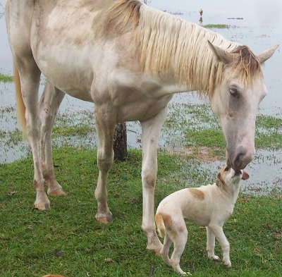 Puppy Kisses Filly