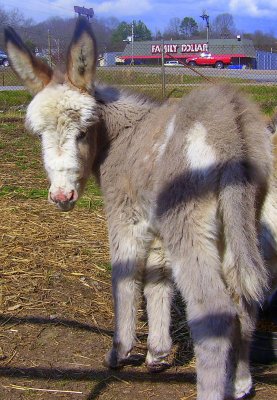 3 Week Old Donkey