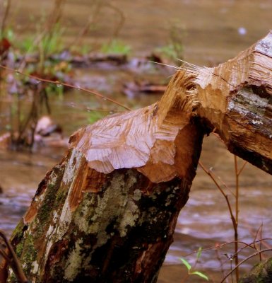 Beaver Work