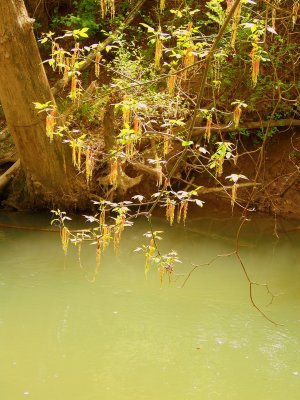 Alder Flowers hang over the river