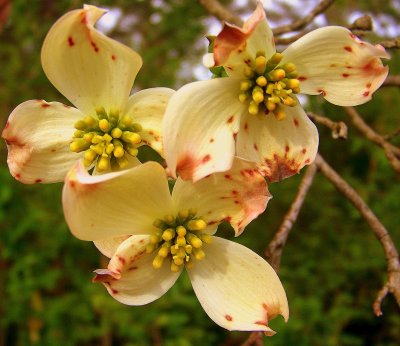 Dogwood blooms in Spring