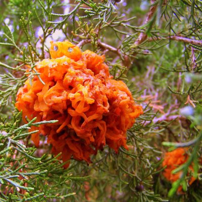 Cedar Apple Rust Gall