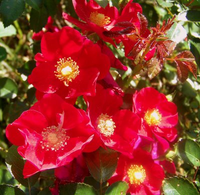 Don Juan Climbing Roses